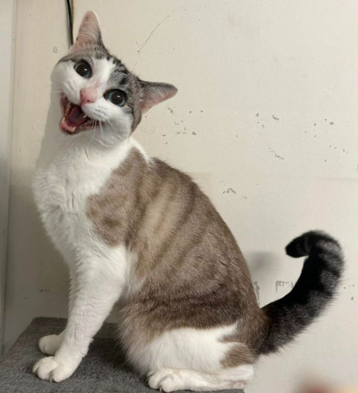 A Gray And White Cat Is Sitting On A Shelf With Its Mouth Open — Forster Tuncurry Boarding Kennels & Cattery In Failford, NSW