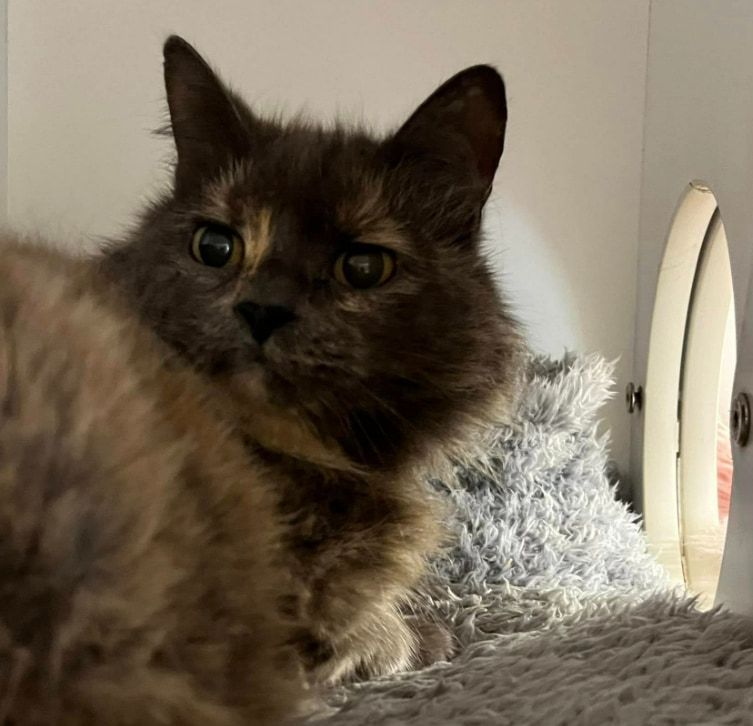 A Close Up Of A Cat Looking At The Camera — Forster Tuncurry Boarding Kennels & Cattery In Failford, NSW