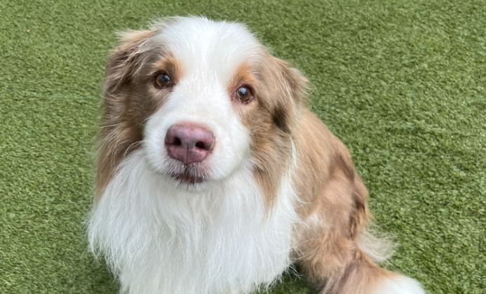 A Brown And White Dog Is Sitting On Top Of A Lush Green Field — Forster Tuncurry Boarding Kennels & Cattery In Failford, NSW