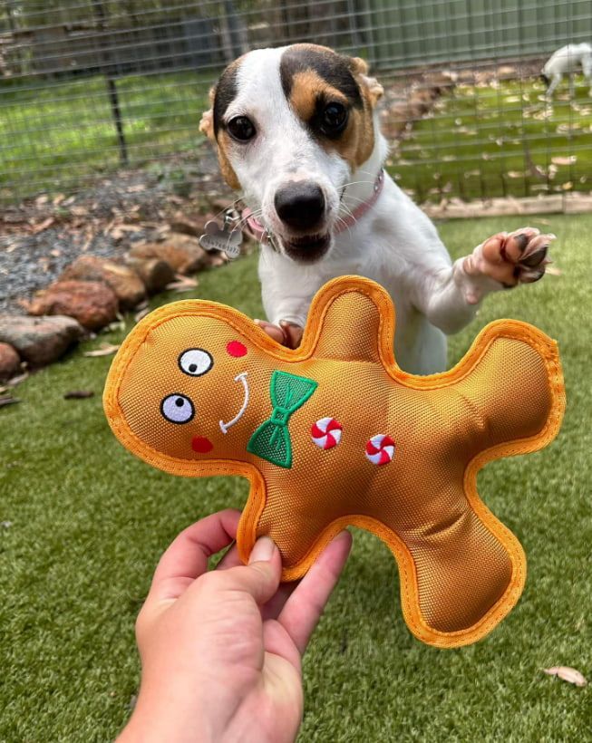 A Person Is Holding A Gingerbread Man Toy In Front Of A Dog — Forster Tuncurry Boarding Kennels & Cattery In Failford, Nsw