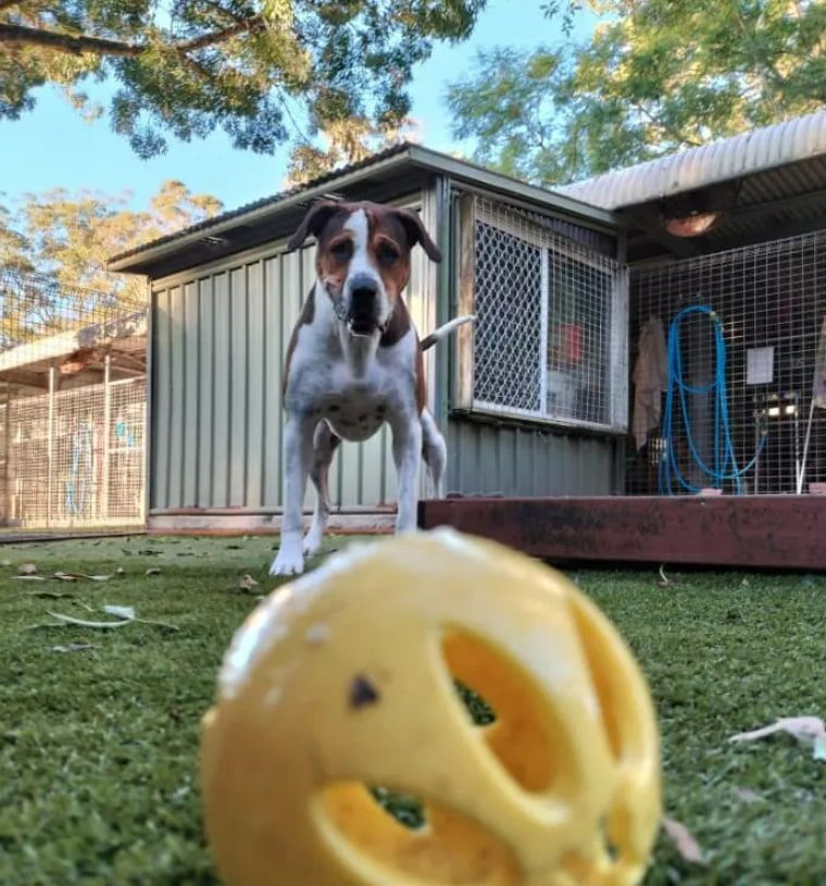 A Brown And White Dog Is Standing Next To A Yellow Ball — Forster Tuncurry Boarding Kennels & Cattery In Failford, NSW