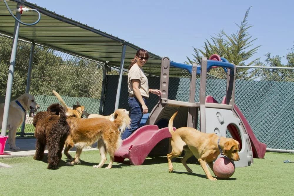 A Woman is Playing With a Group of Dogs in a Playground — Forster Tuncurry Boarding Kennels & Cattery In Failford, NSW