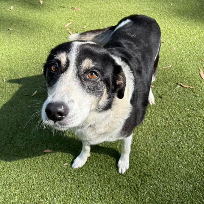 A Black And White Dog Is Standing On A Lush Green Field — Forster Tuncurry Boarding Kennels & Cattery In Failford, NSW