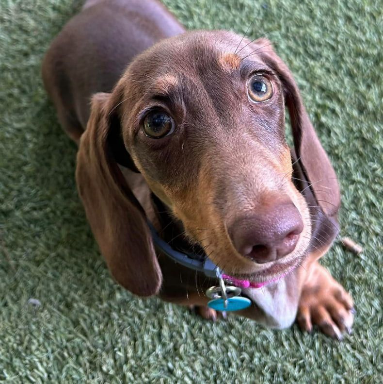 A Brown Dachshund Is Laying On A Green Carpet And Looking Up At The Camera — Forster Tuncurry Boarding Kennels & Cattery In Failford, NSW