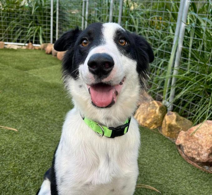 A Black And White Dog Wearing A Green Collar Is Sitting On The Grass — Forster Tuncurry Boarding Kennels & Cattery In Failford, NSW