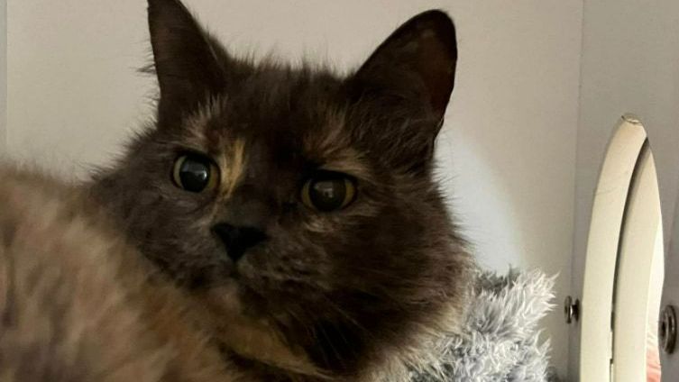 A Close Up Of A Cat Looking At The Camera — Forster Tuncurry Boarding Kennels & Cattery In Failford, NSW