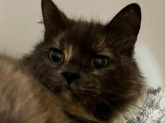 A Close Up Of A Cat Looking At The Camera — Forster Tuncurry Boarding Kennels & Cattery In Taree, NSW