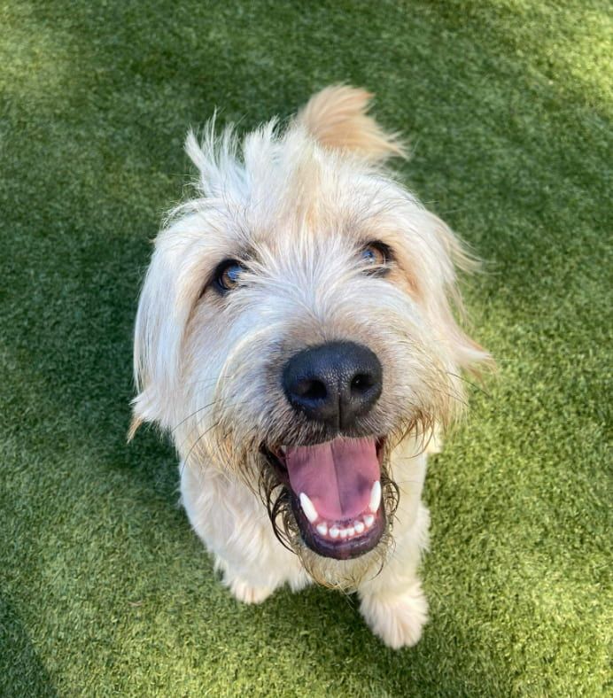 A Small White Dog Is Looking Up At The Camera With Its Tongue Out — Forster Tuncurry Boarding Kennels & Cattery In Failford, NSW