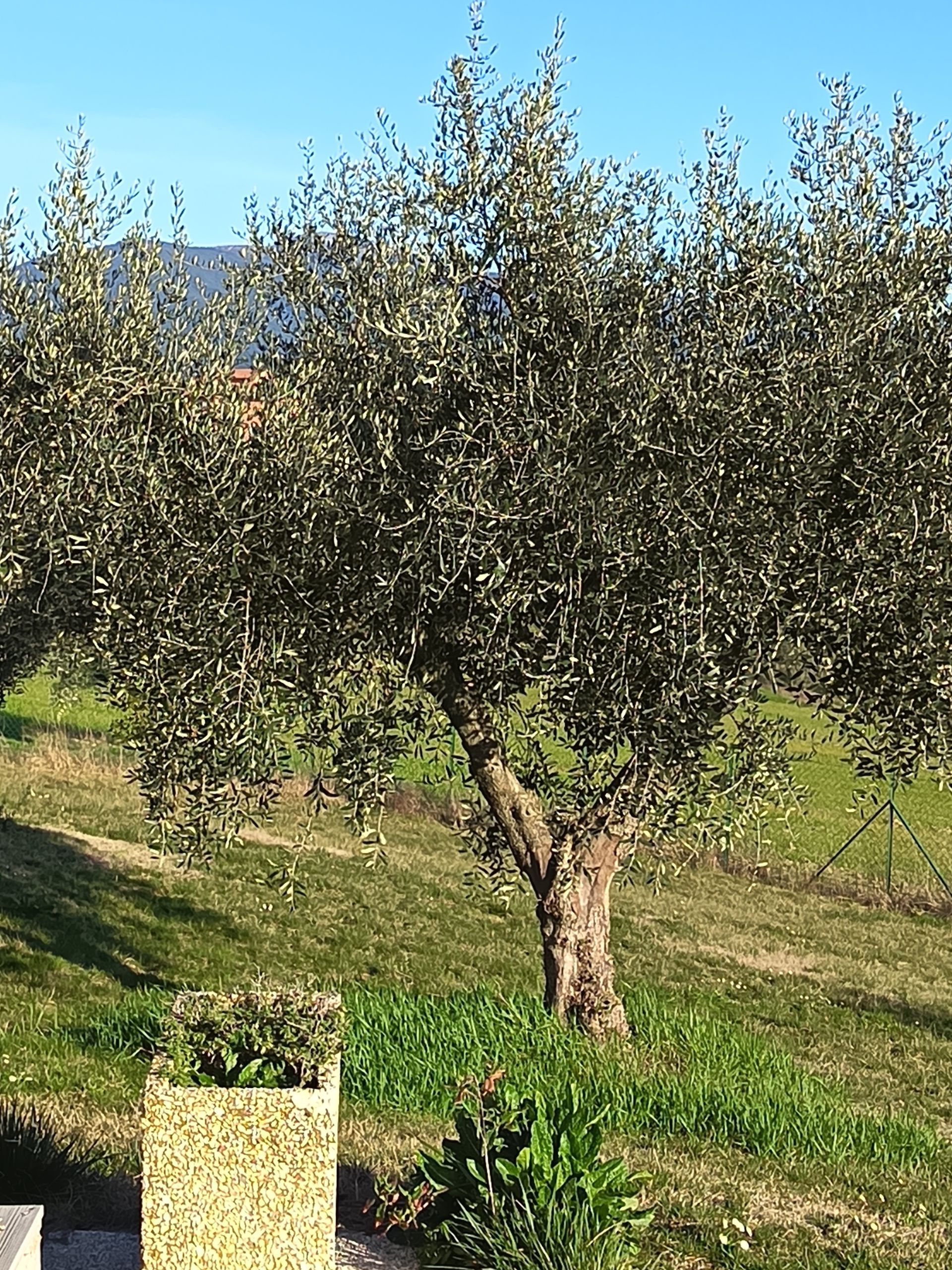 Un ulivo dalle foglie grigio-verdi si erge in un prato sotto un cielo azzurro e limpidO