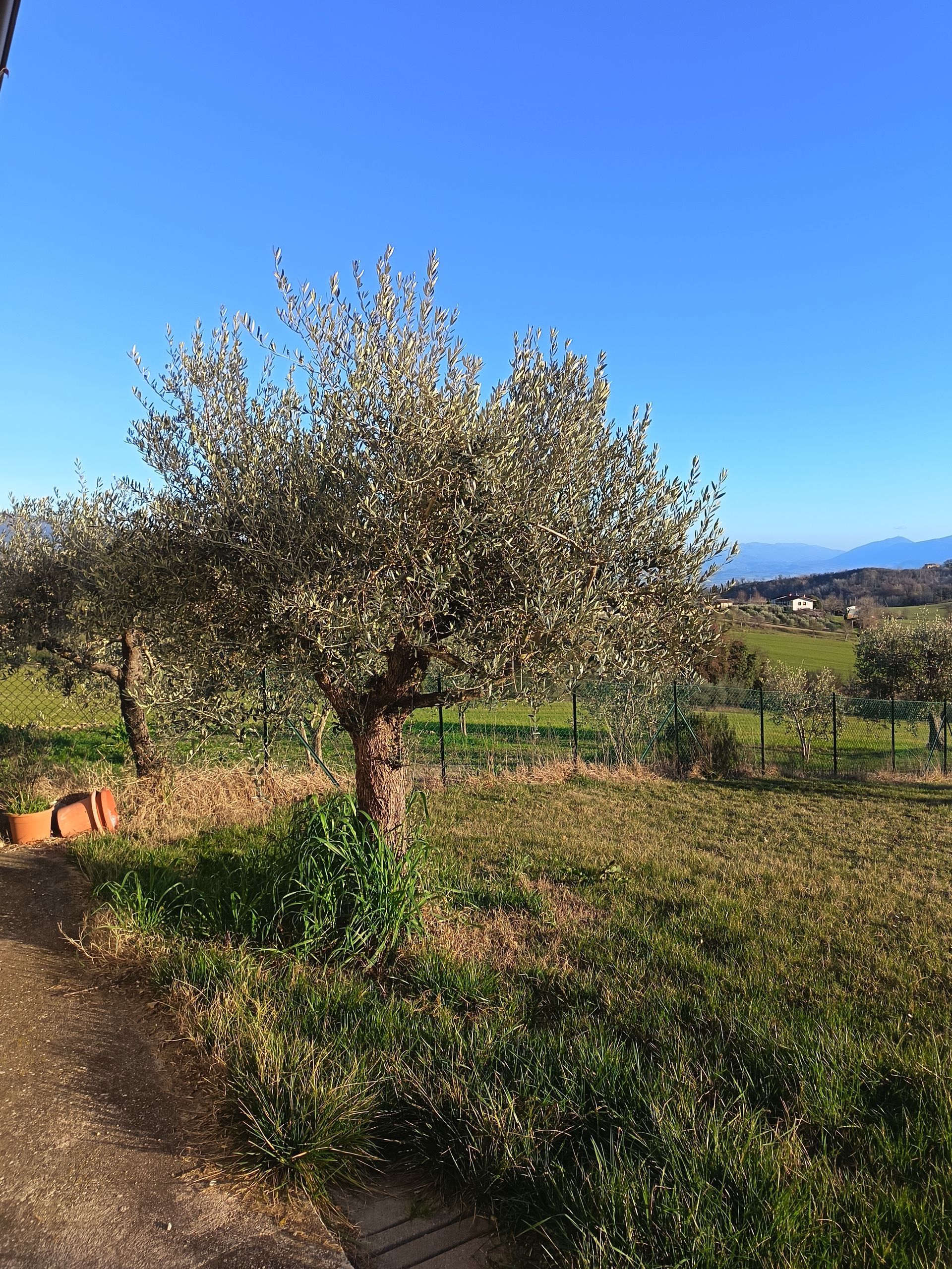 Un ulivo si erge in un prato sotto un cielo azzurro brillante, con un paesaggio collinare in lontananza sullo sfondo.