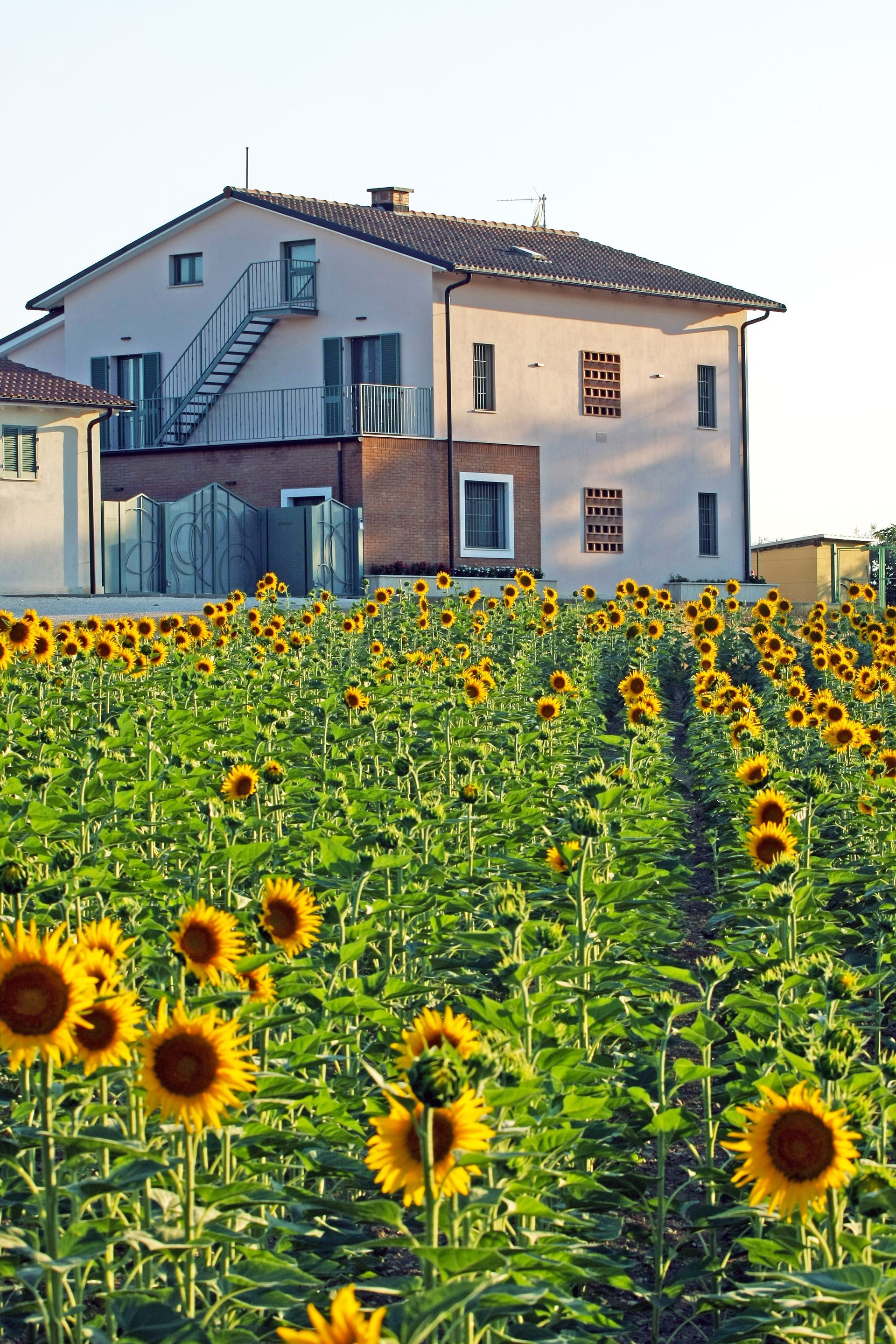 Un campo di girasoli giallo brillante in piena fioritura si estende ver