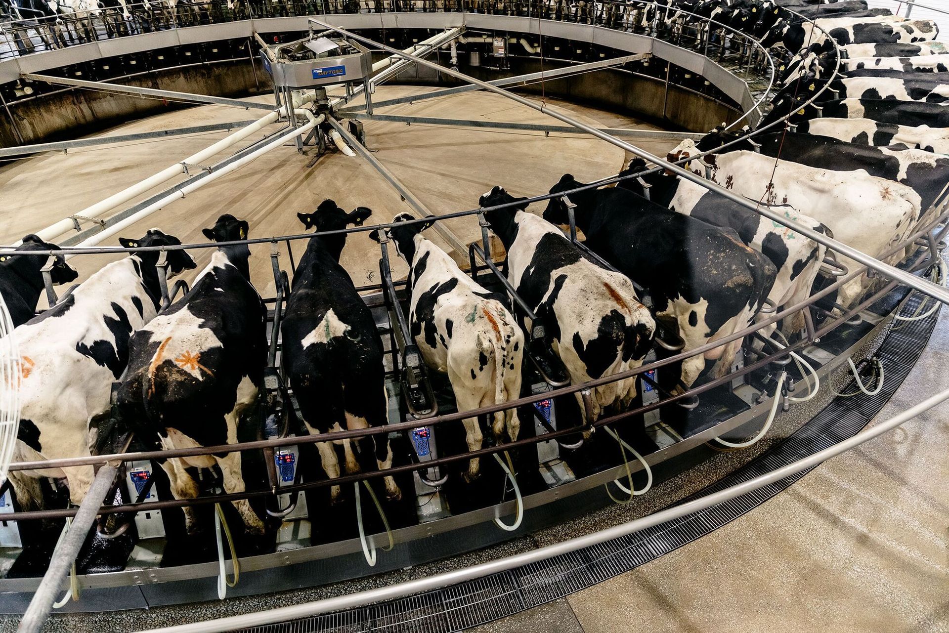 Enhancing Rural Connectivity: How Raptor Communications Revolutionised Dairy Farm Surveillance