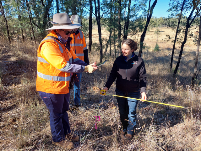 Three people in safety vests and a hat measure a wooded field with a tape measure.