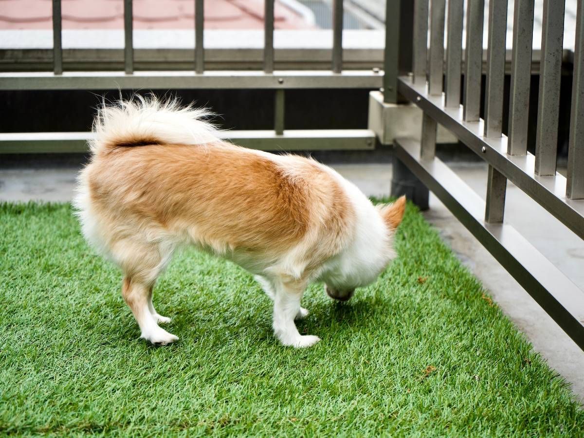 dog on artificial grass for pets in Loughborough