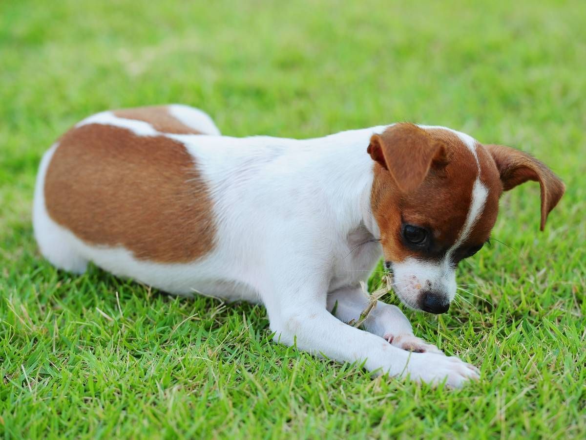 small dog on artificial grass for pets in Loughborough