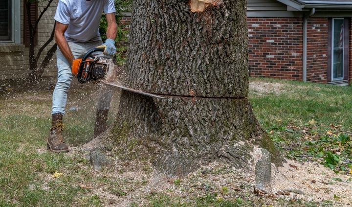 A man is cutting a tree stump with a chainsaw.