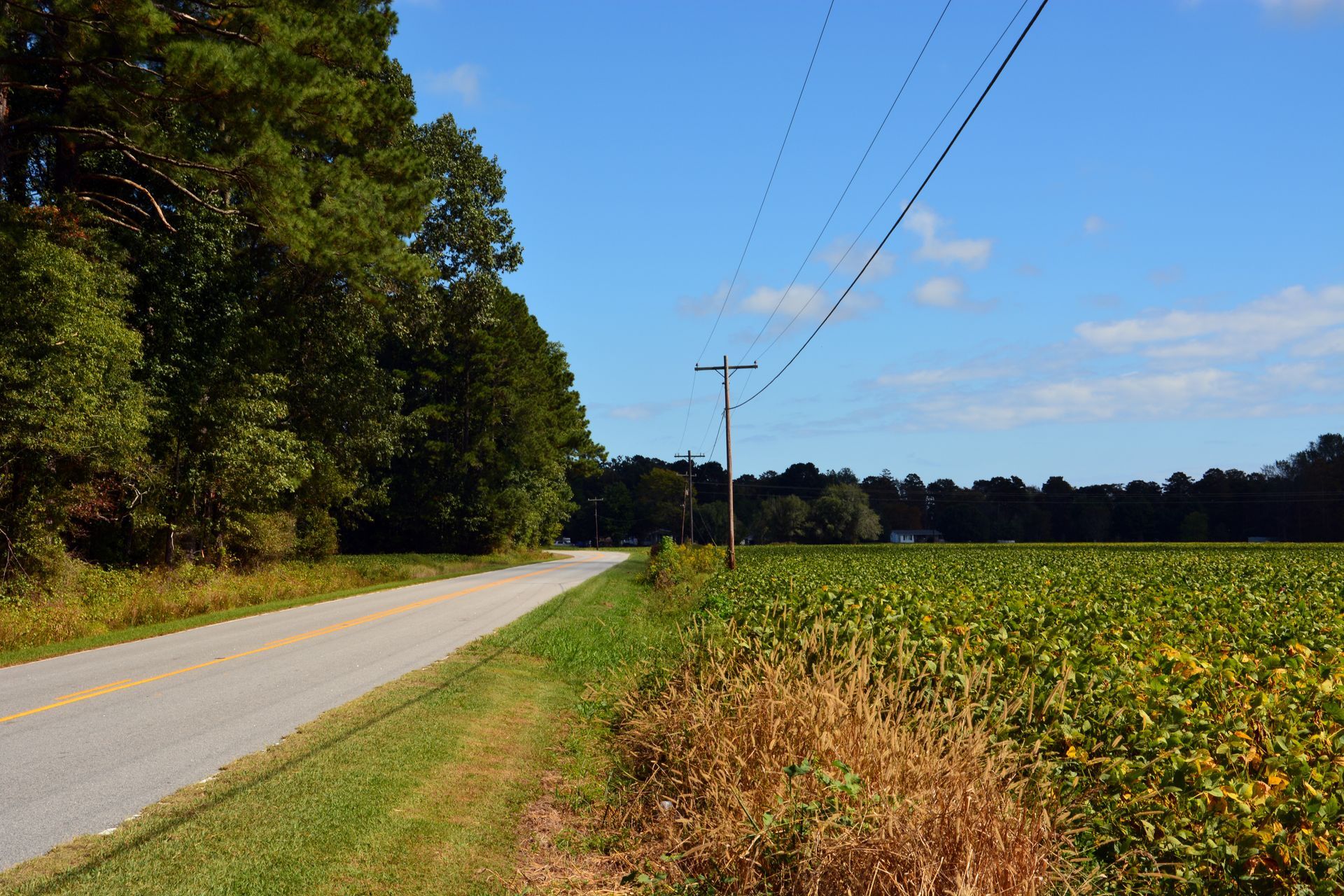 Rural road beside a green cornfield and trees under a clear blue sky