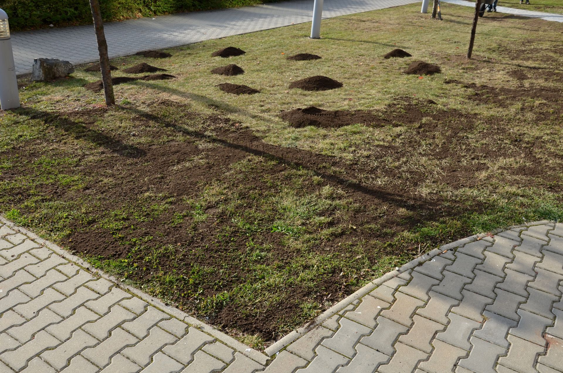 A grass lawn with multiple small piles of dark soil distributed across it, bordered by light-colored paved walkways.