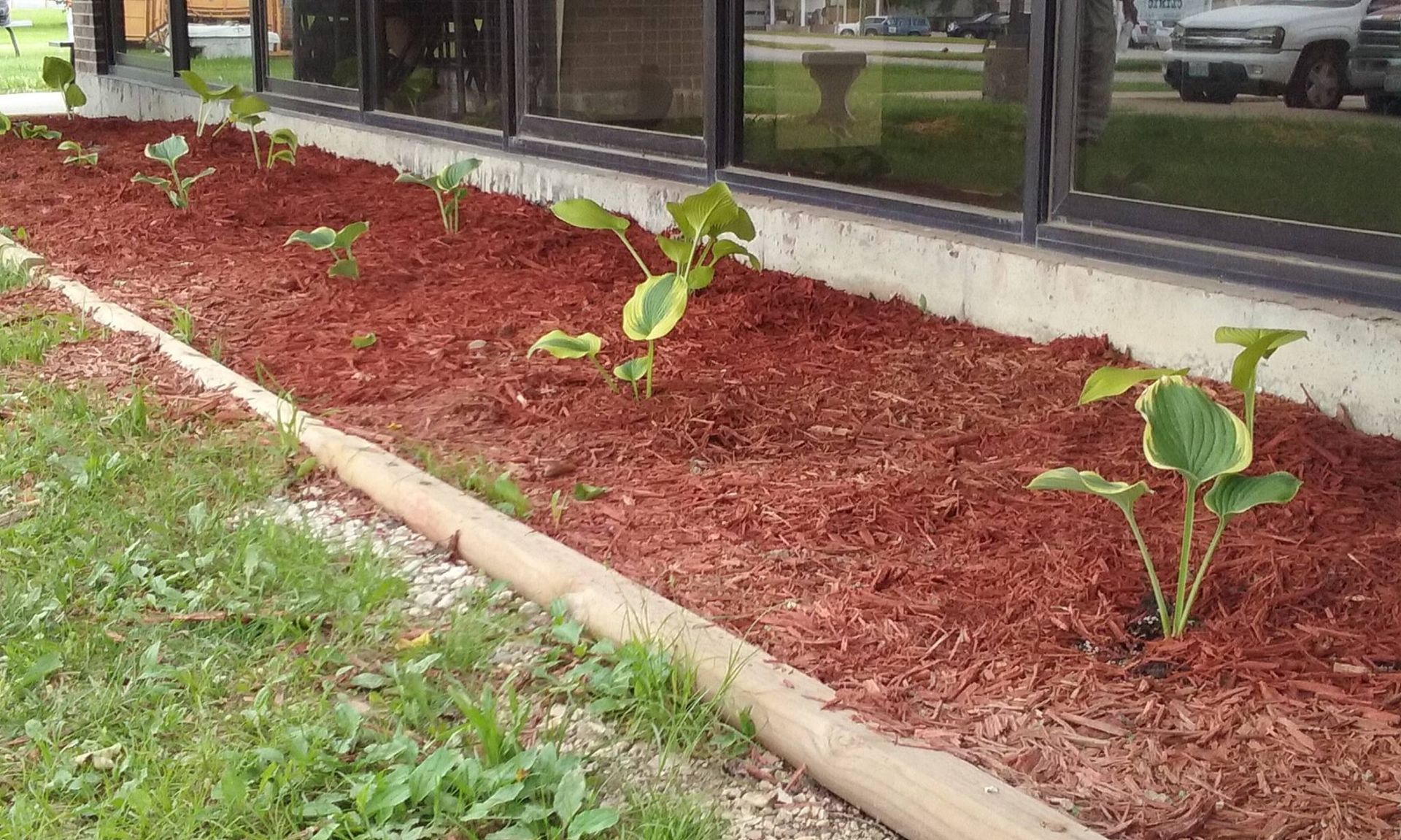 Red mulched flower bed with young green plants in front of a building with windows. Red mulched flower bed with young green plants in front of a building with windows.