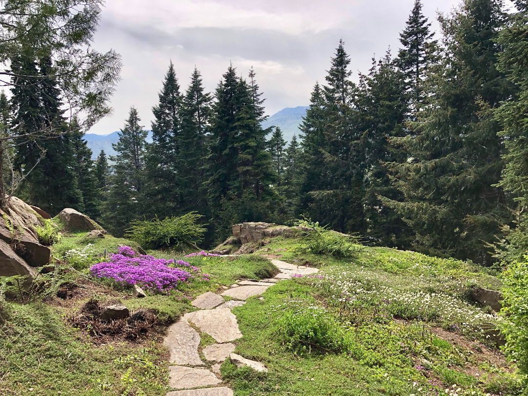 A path in the middle of a forest with purple flowers.