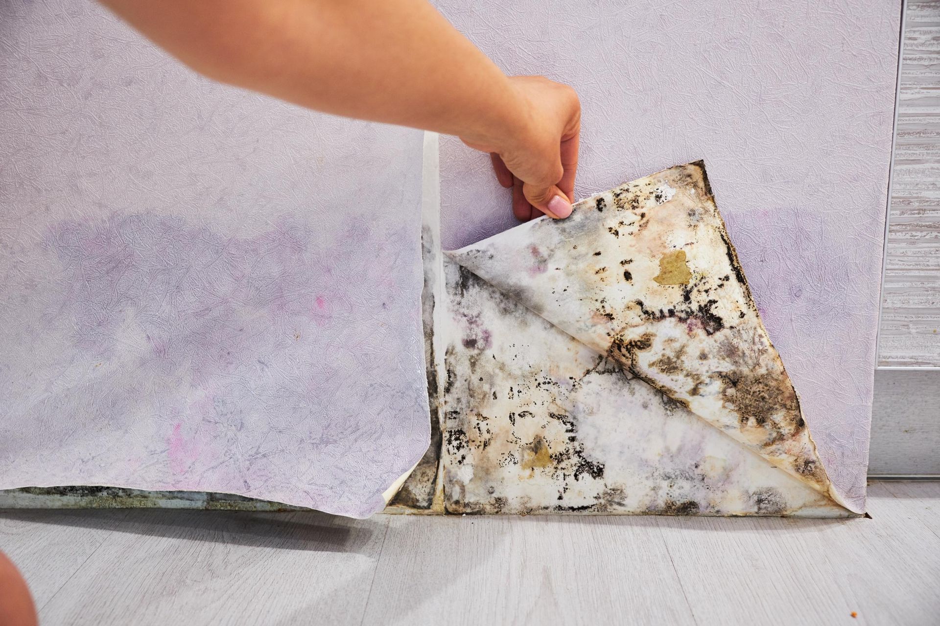 mold remediation