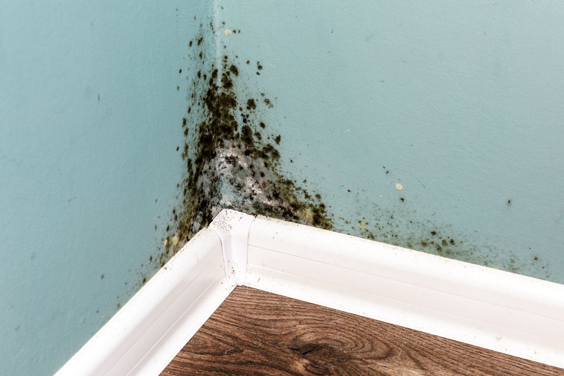 Mold growth on a corner wall, with green paint and white trim, near wooden flooring.
