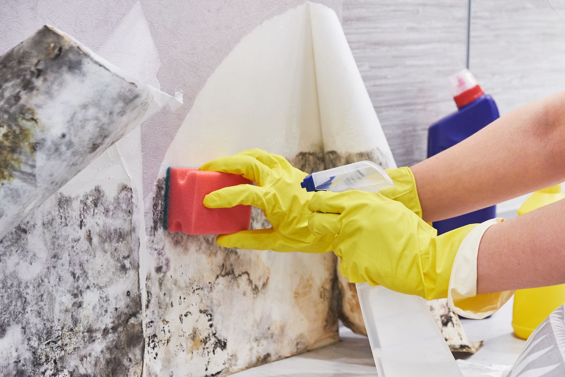Gloved hands scrub mold from a dirty wall with a red sponge and spray bottle.