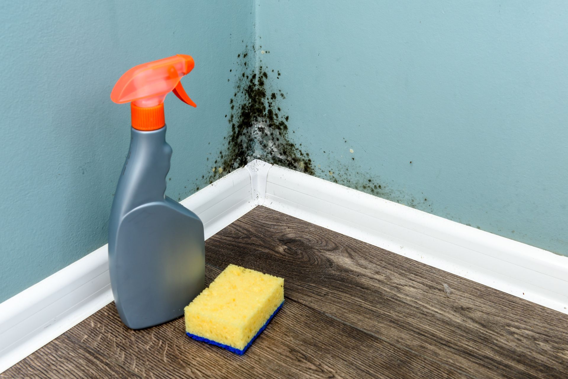 Spray cleaner and sponge beside black mold on a wall corner and floor trim