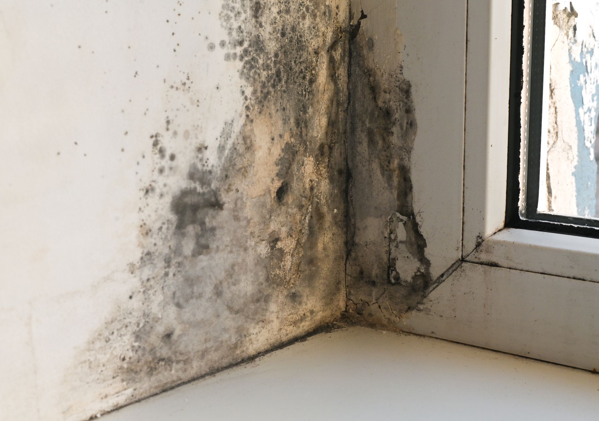 Mold and water damage on a white wall and window corner