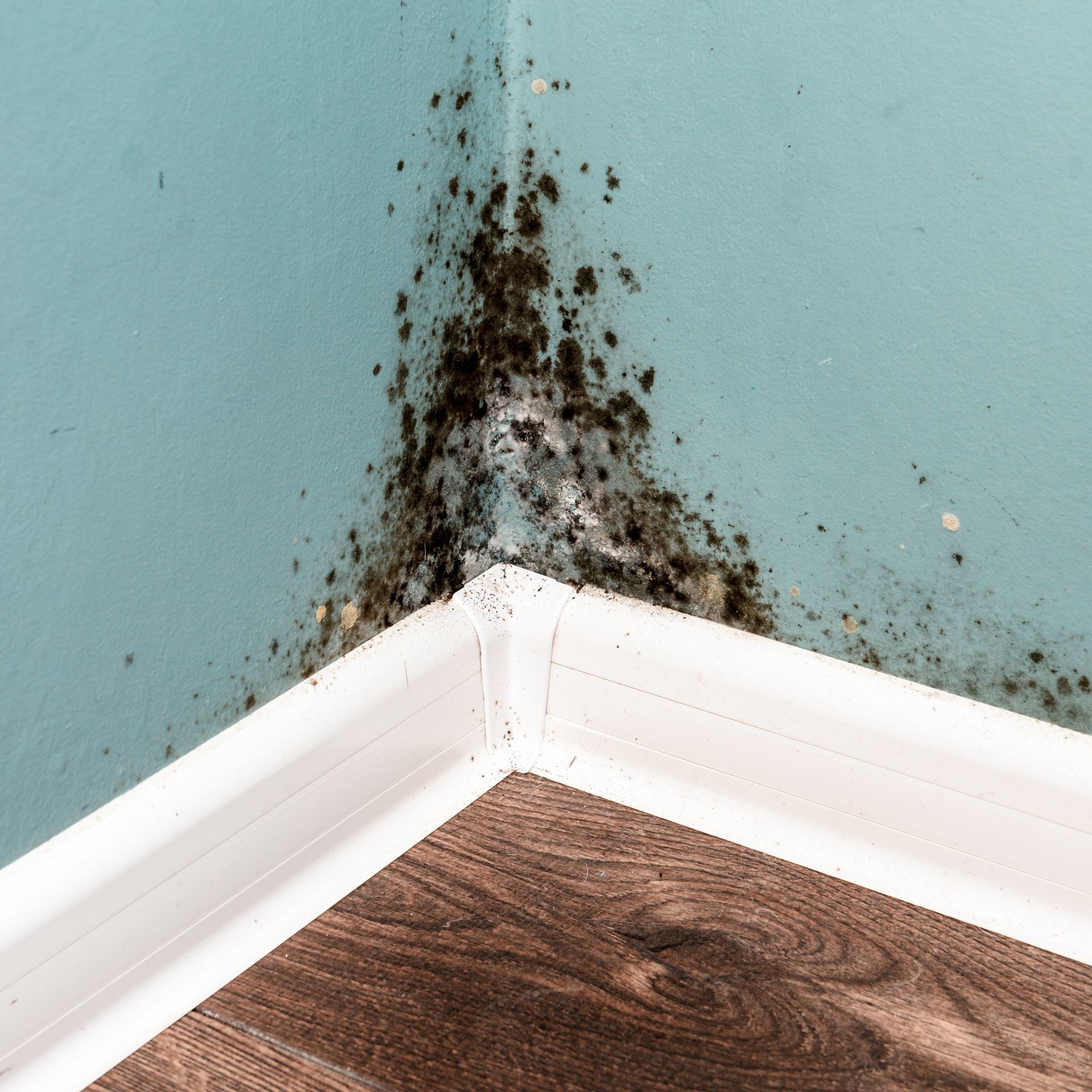 Black mold staining a teal wall corner above white baseboard and wood floor.