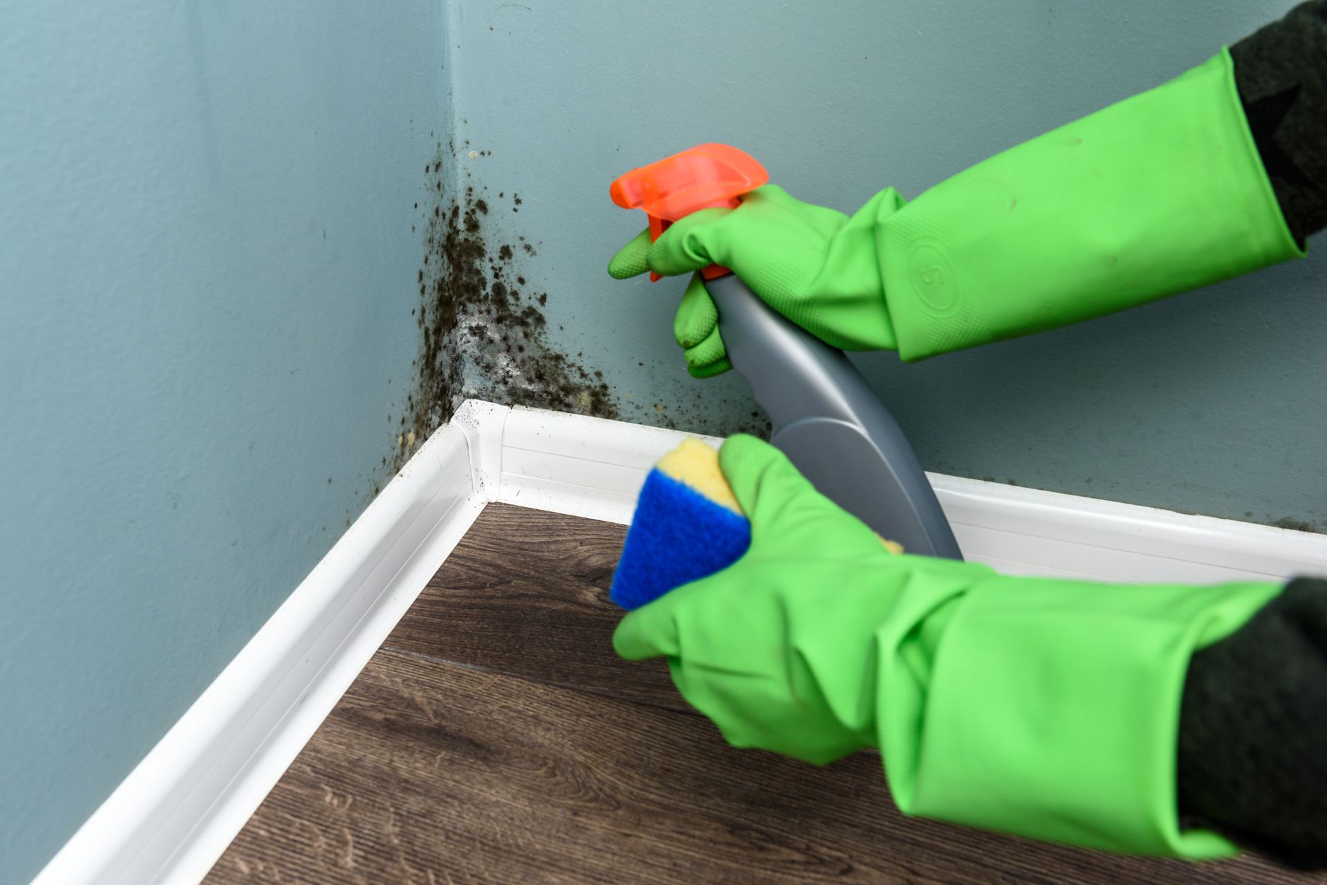 Gloved person sprays cleaner on black mold along a wall and baseboard corner.