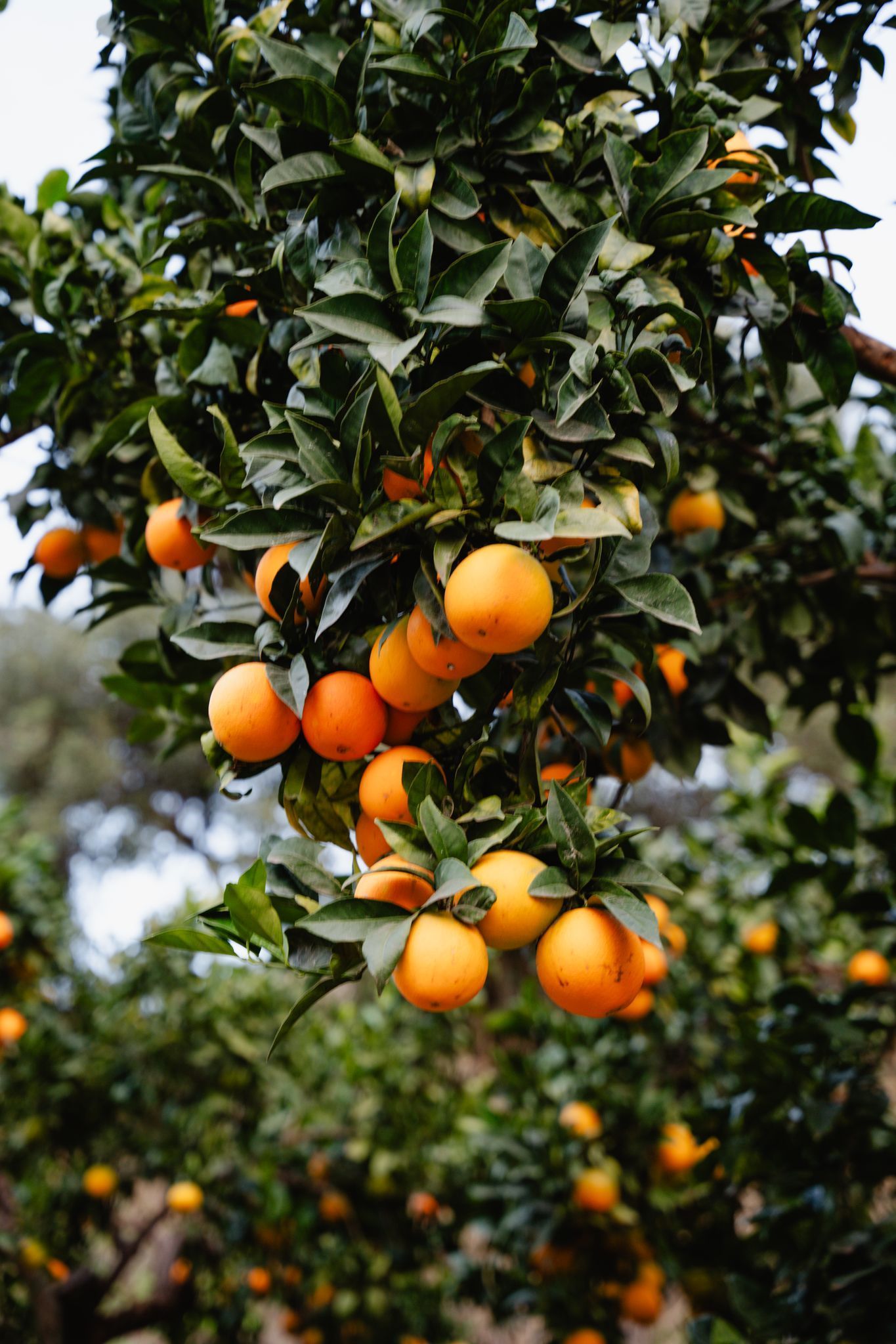 Sinaasappels aan de boom in La Casita Secreta