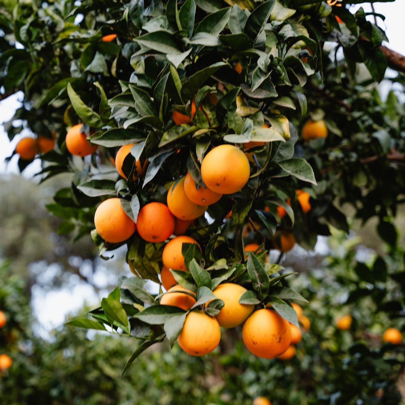 Sinaasappels aan de boom