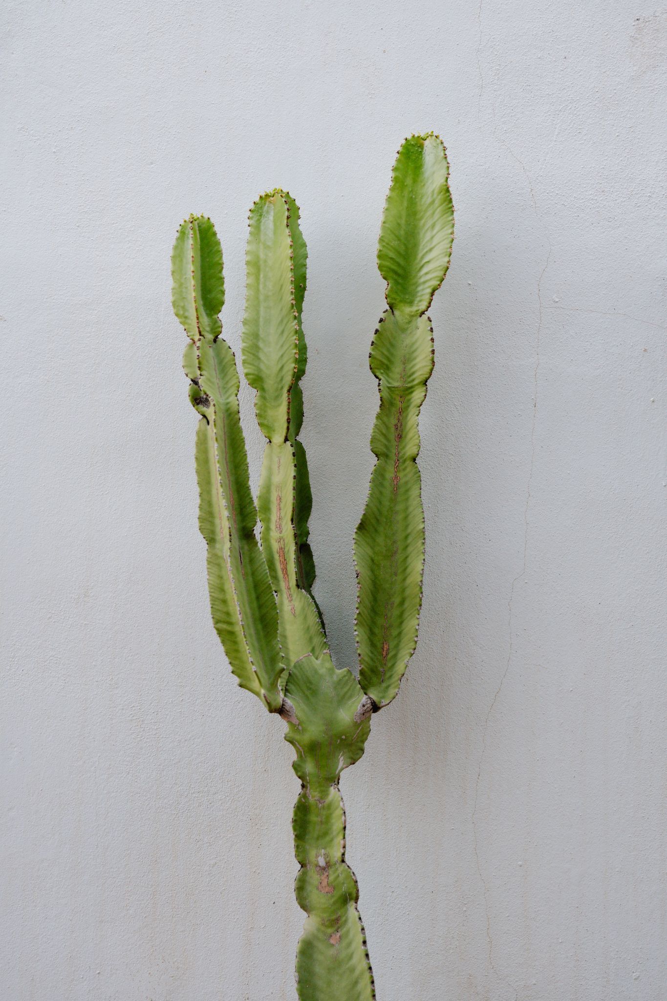 Cactus in de tuin in La Casita Secreta