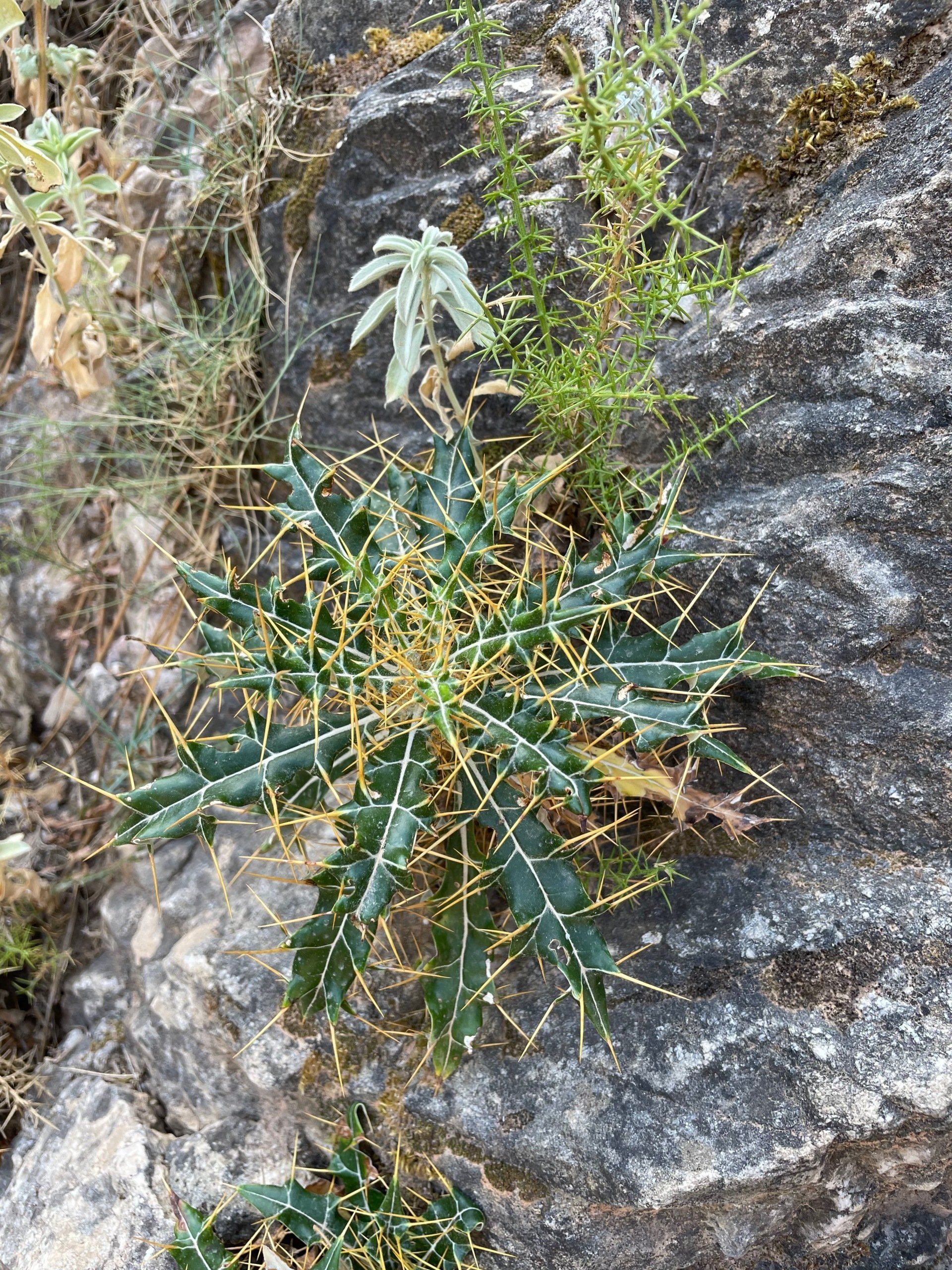 Cactus tijdens de hike