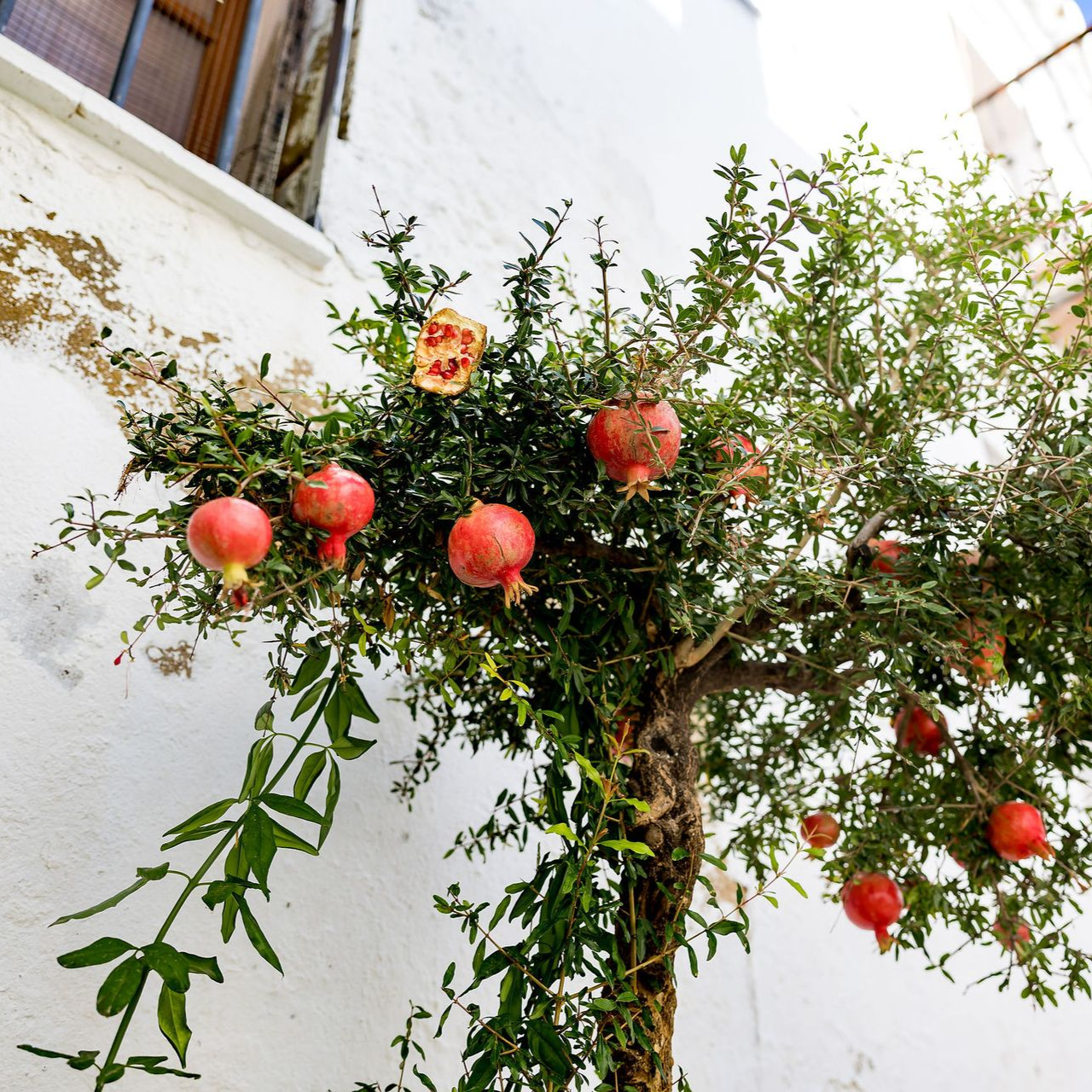 Een granaatappelboom in Sedella