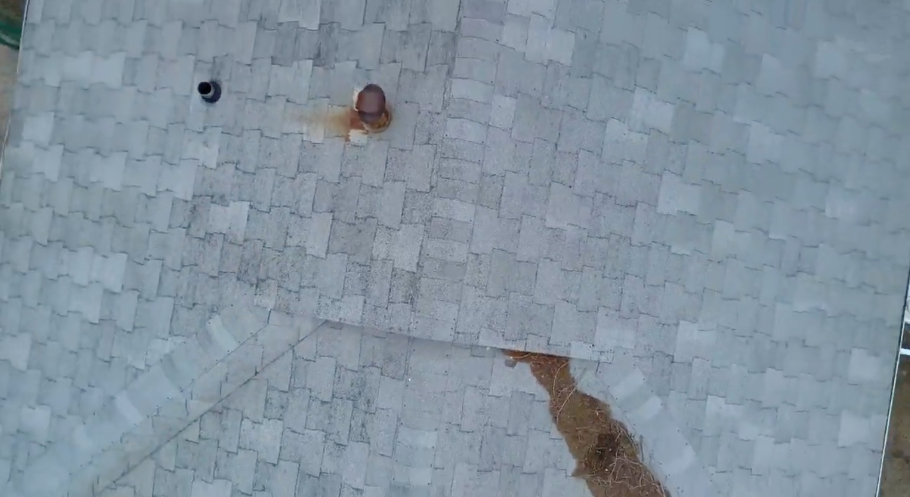 Two small birds on gray roof shingles, one near the center and one at the upper left.