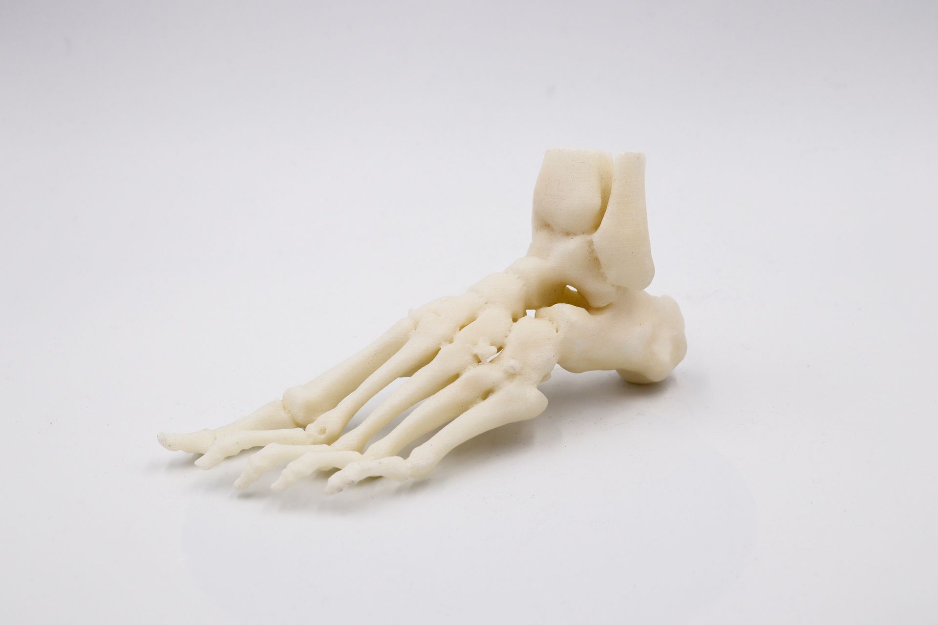 Een 3D-geprint model van een menselijke voet op een wit oppervlak.
