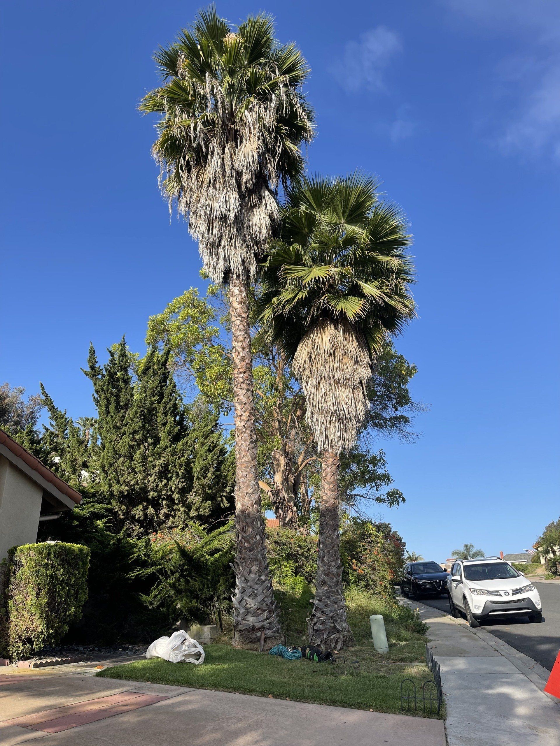 san