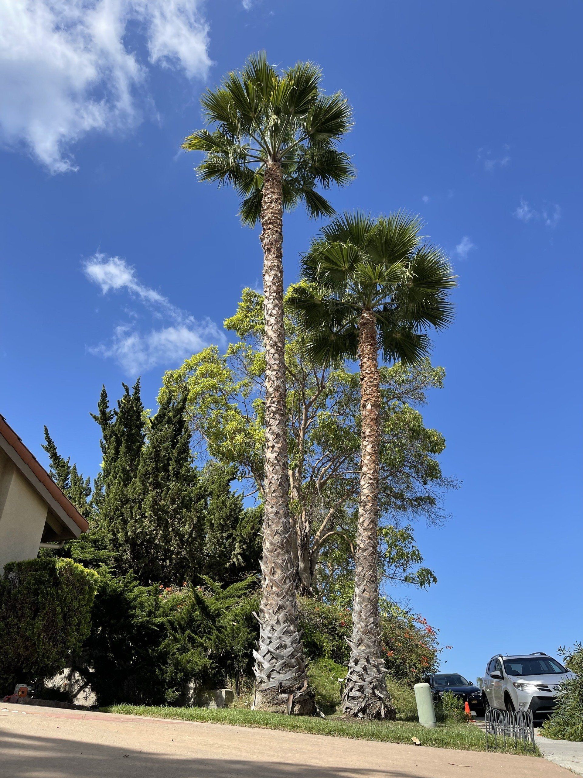 san