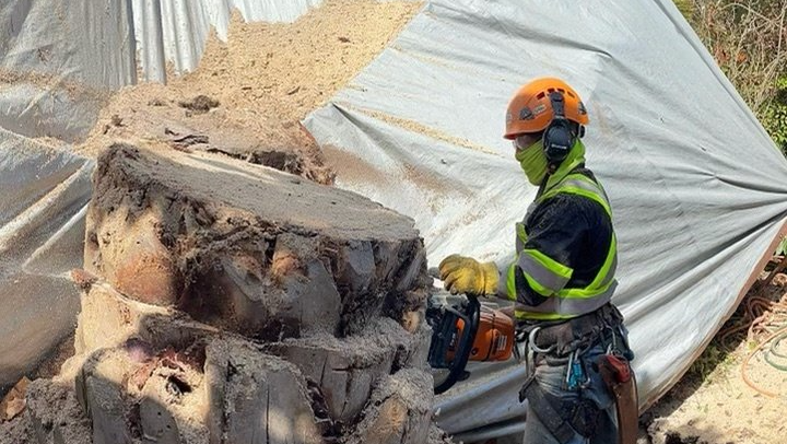 tree removal vista, ca