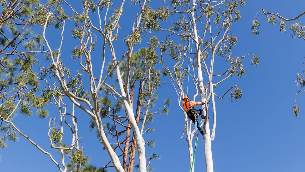 tree trimming & pruning carlsbad ca