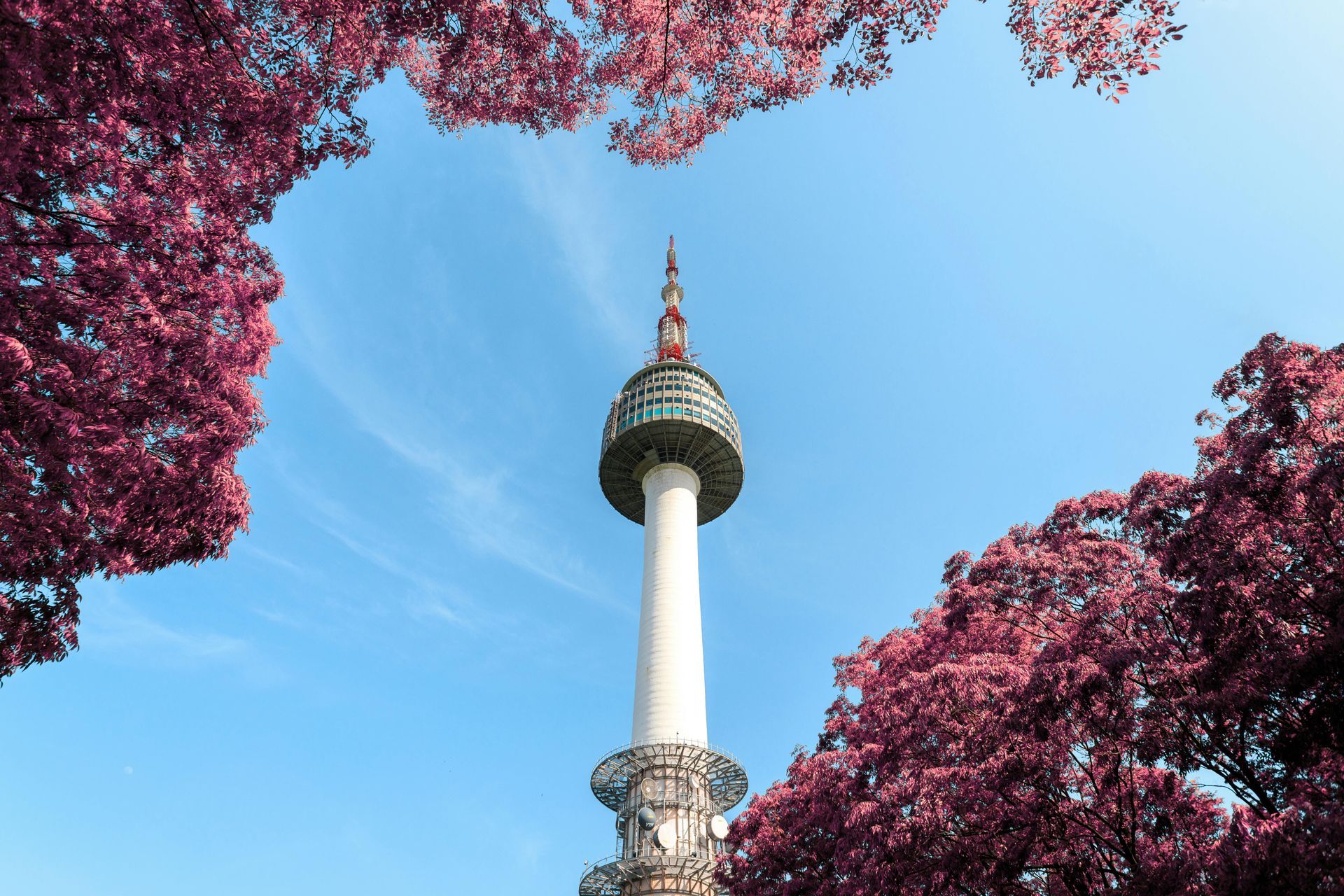 Seoul Tower framed by pink blooming trees against a blue sky.