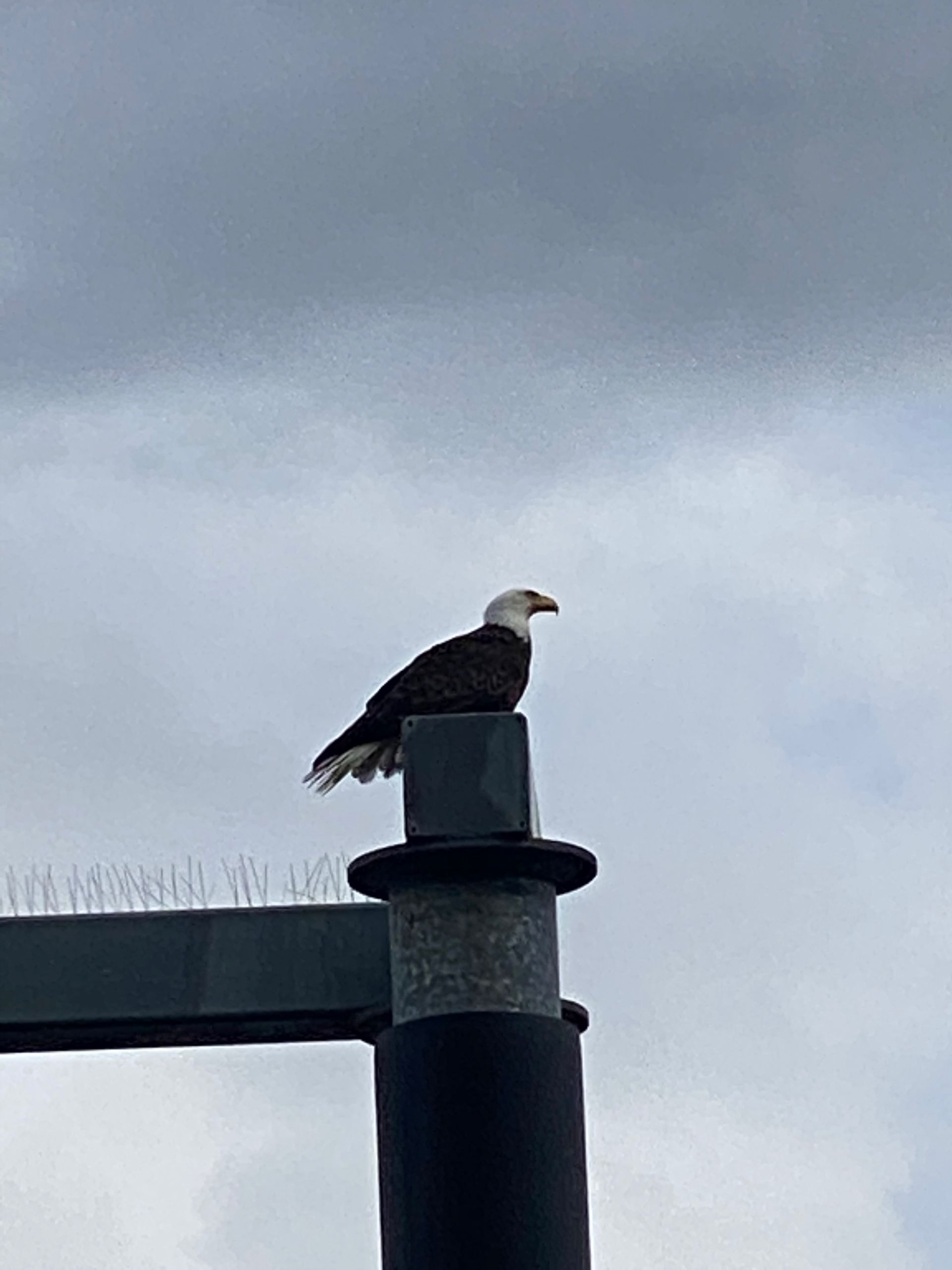 Blad Eagles