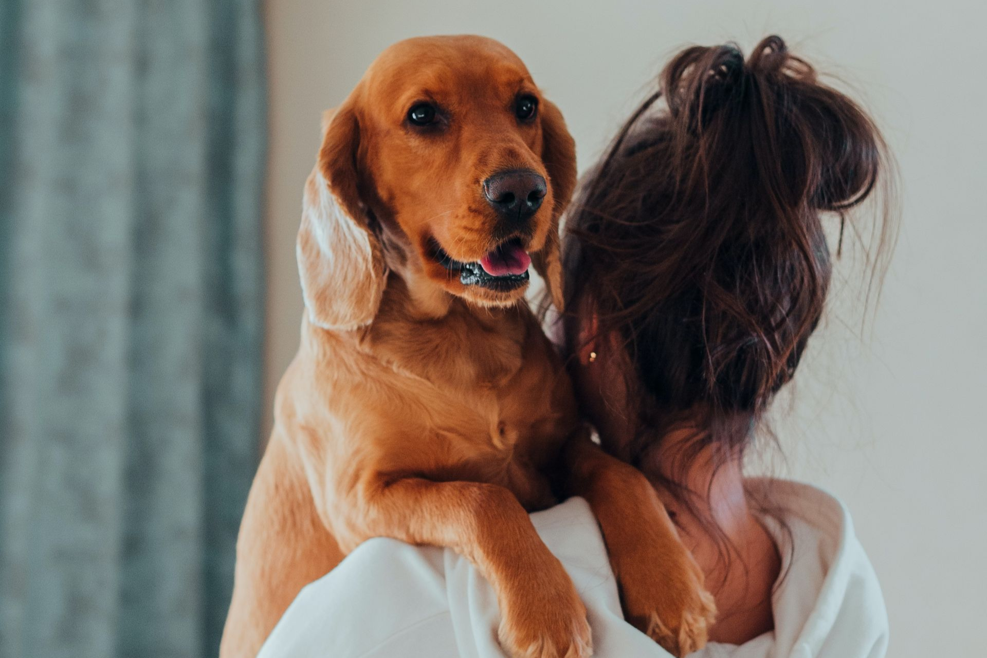 A person in a white hoodie holding a medium-sized, light brown dog over their shoulder in an indoor setting.