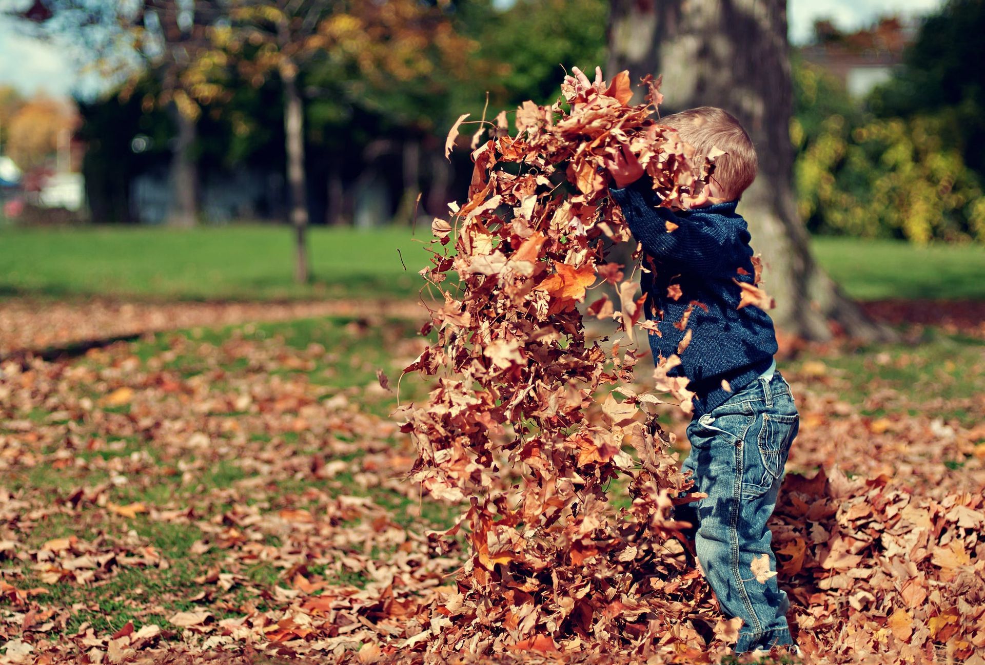 A person in a blue sweater and jeans throws a large pile of dry autumn leaves into the air in a park. A person in a blue sweater and jeans throws a large pile of dry autumn leaves into the air in a park.