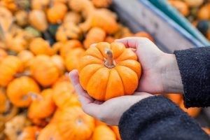 A person in a dark sweater holds a small, round, bright orange pumpkin in their hands against a backdrop of pumpkins. A person in a dark sweater holds a small, round, bright orange pumpkin in their hands against a backdrop of pumpkins.