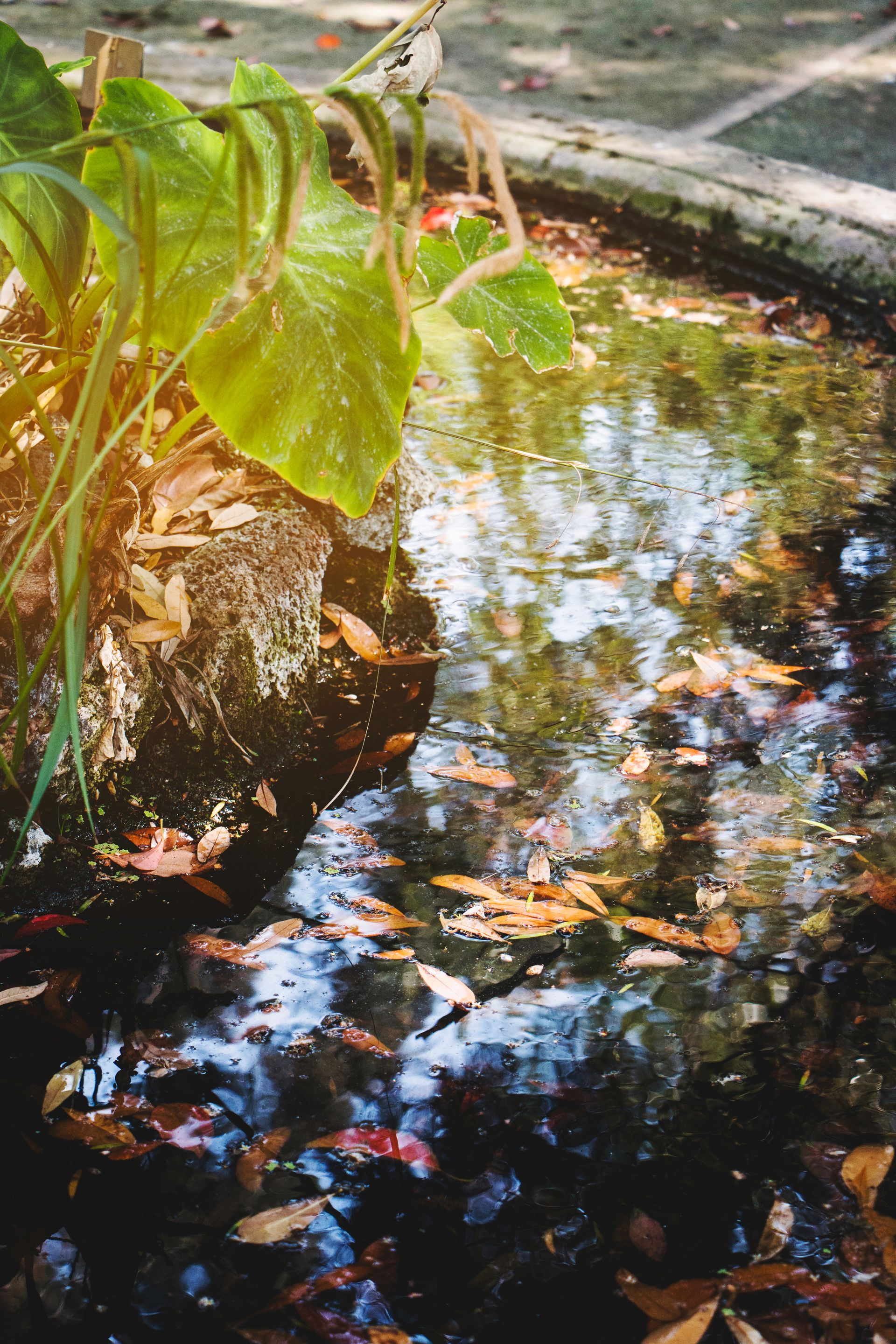 A small pond filled with water and leaves in a garden.