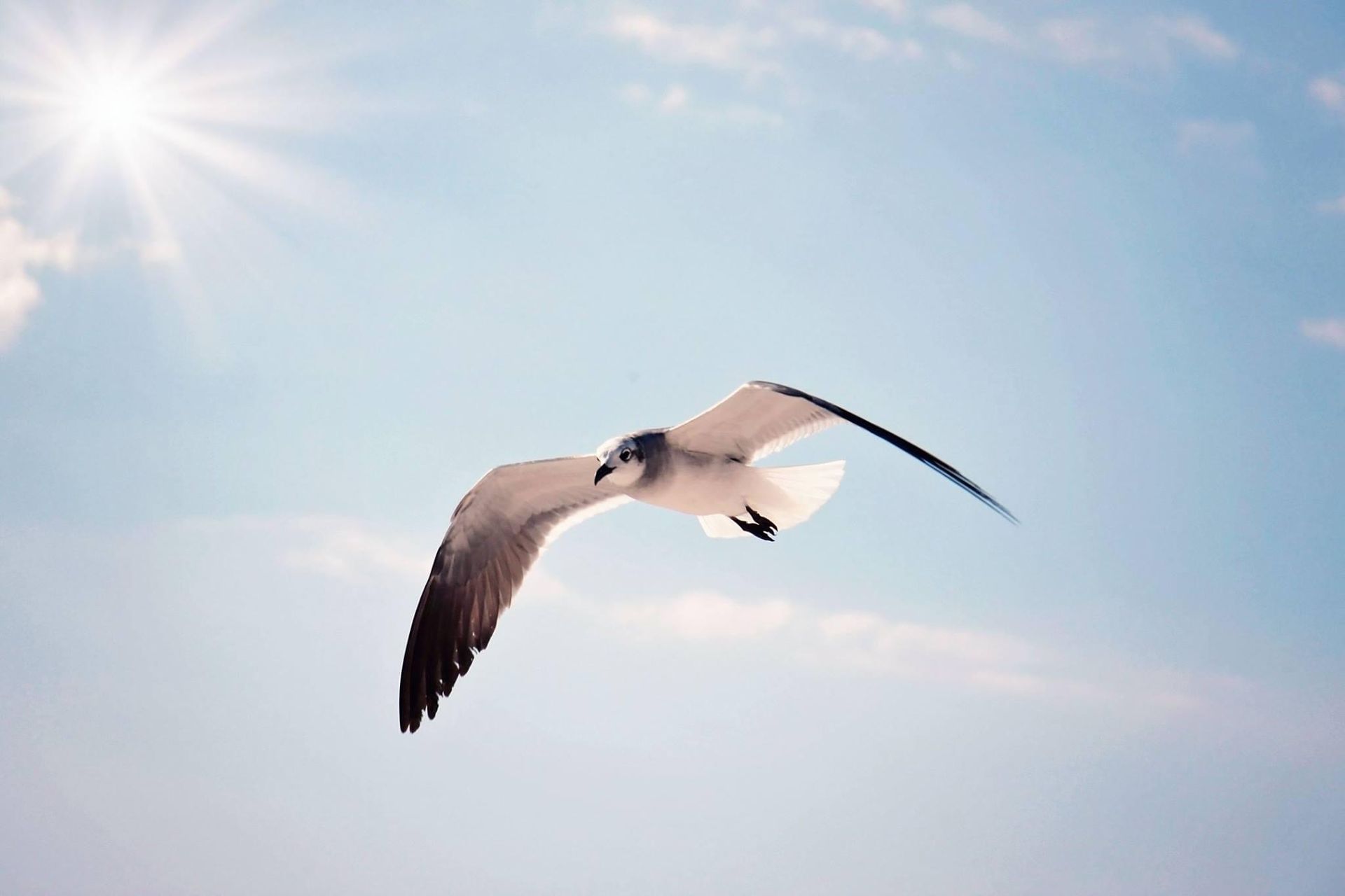 Seagull gliding across a bright blue sky with sunlight and lens flare in the corner