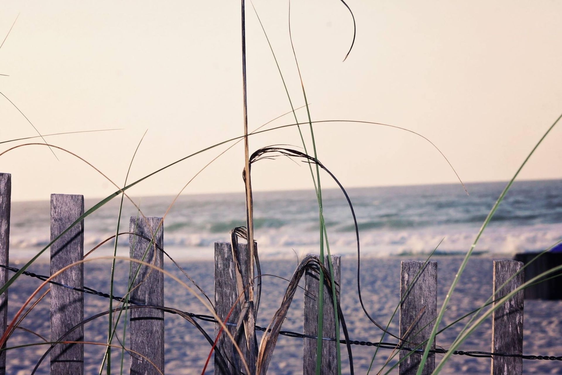 Beach grass in front of a calm ocean at sunset, with weathered wooden posts in the foreground